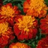 Super Hero™ Harmony Marigold -Annual Plants Popular Shop super hero harmony marigold plant 1245 detail