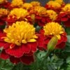 Super Hero™ Spry Marigold 1 Super Hero™ Spry Marigold -Annual Plants Popular Shop super hero spry marigold plant 2078 detail