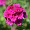 Superbena® Burgundy Verbena Plant -Annual Plants Popular Shop superbena burgundy verbena plant 403 detail