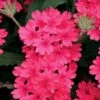 Superbena® Coral Red Verbena Plant 2 Superbena® Coral Red Verbena Plant -Annual Plants Popular Shop superbena coral red verbena plant 1450 detail