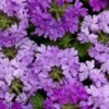 Superbena® Large Lilac Blue Verbena Plant -Annual Plants Popular Shop superbena large lilac blue verbena plant 2271 detail