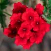 Superbena® Red Verbena Plant -Annual Plants Popular Shop superbena red verbena plant 152 detail