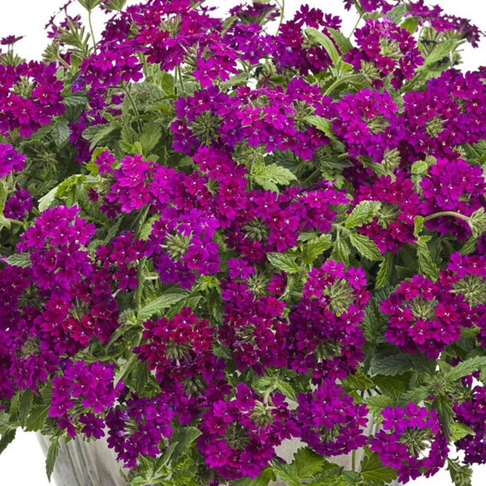 Superbena Royale® Plum Wine Verbena Plant 3 Superbena Royale® Plum Wine Verbena Plant