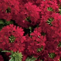 Superbena® Royale Red Verbena Plant