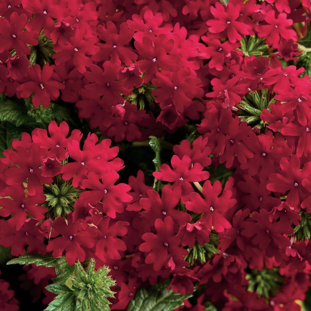 Superbena® Royale Red Verbena Plant 3 Superbena® Royale Red Verbena Plant