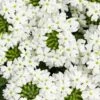 Superbena® Royale WhiteCap Verbena Plant 2 Superbena® Royale WhiteCap Verbena Plant -Annual Plants Popular Shop superbena royale whitecap verbena plant 2243 detail