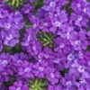 Superbena® Violet Ice Verbena Plant -Annual Plants Popular Shop superbena violet ice verbena plant 1324 detail