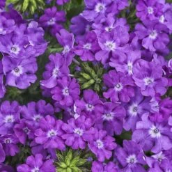 Superbena® Violet Ice Verbena Plant