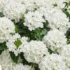Superbena® Whiteout™ Verbena Plant -Annual Plants Popular Shop superbena whiteout verbena plant 1154 detail