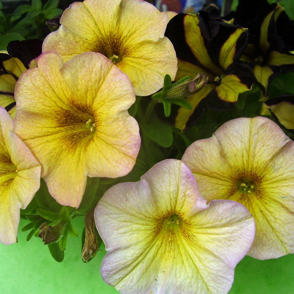 SuperCal® Vanilla Blush Petchoa Plant 3 SuperCal® Vanilla Blush Petchoa Plant