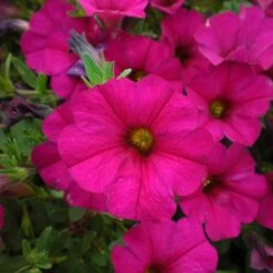 SuperCal® Violet Petchoa Plant