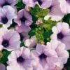 Supertunia® Blue Veined Petunia Plant -Annual Plants Popular Shop supertunia blue veined petunia 2066 detail