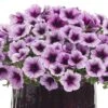Supertunia® Bordeaux™ Petunia Plant 2 Supertunia® Bordeaux™ Petunia Plant -Annual Plants Popular Shop supertunia bordeaux petunia plant 175 detail