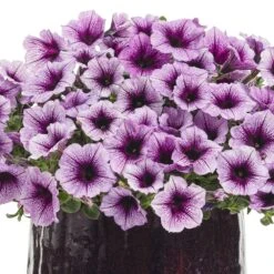 Supertunia® Bordeaux™ Petunia Plant
