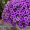 Supertunia Mini Vista® Indigo Petunia Plant 1 Supertunia Mini Vista® Indigo Petunia Plant -Annual Plants Popular Shop supertunia mini vista indigo petunia plant 1133 detail
