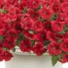 Supertunia® Really Red Petunia Plant -Annual Plants Popular Shop supertunia really red petunia plant 100 detail