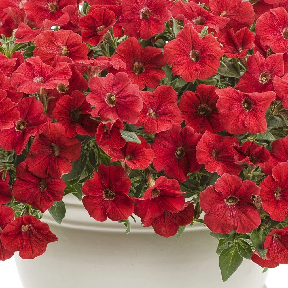 Supertunia® Really Red Petunia Plant 3 Supertunia® Really Red Petunia Plant
