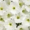 Supertunia Vista® Snowdrift Petunia Plant -Annual Plants Popular Shop supertunia vista snowdrift petunia plant 636 detail