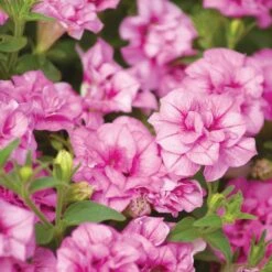Surfinia® Summer Double™ Pink Petunia Plant