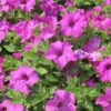 Surfinia® Sumo Bold Lilac Petunia Plant 2 Surfinia® Sumo Bold Lilac Petunia Plant -Annual Plants Popular Shop surfinia sumo bold lilac petunia plant 2012 detail
