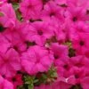 Surfinia® Sumo Pink Petunia Plant -Annual Plants Popular Shop surfinia sumo pink petunia plant 959 detail