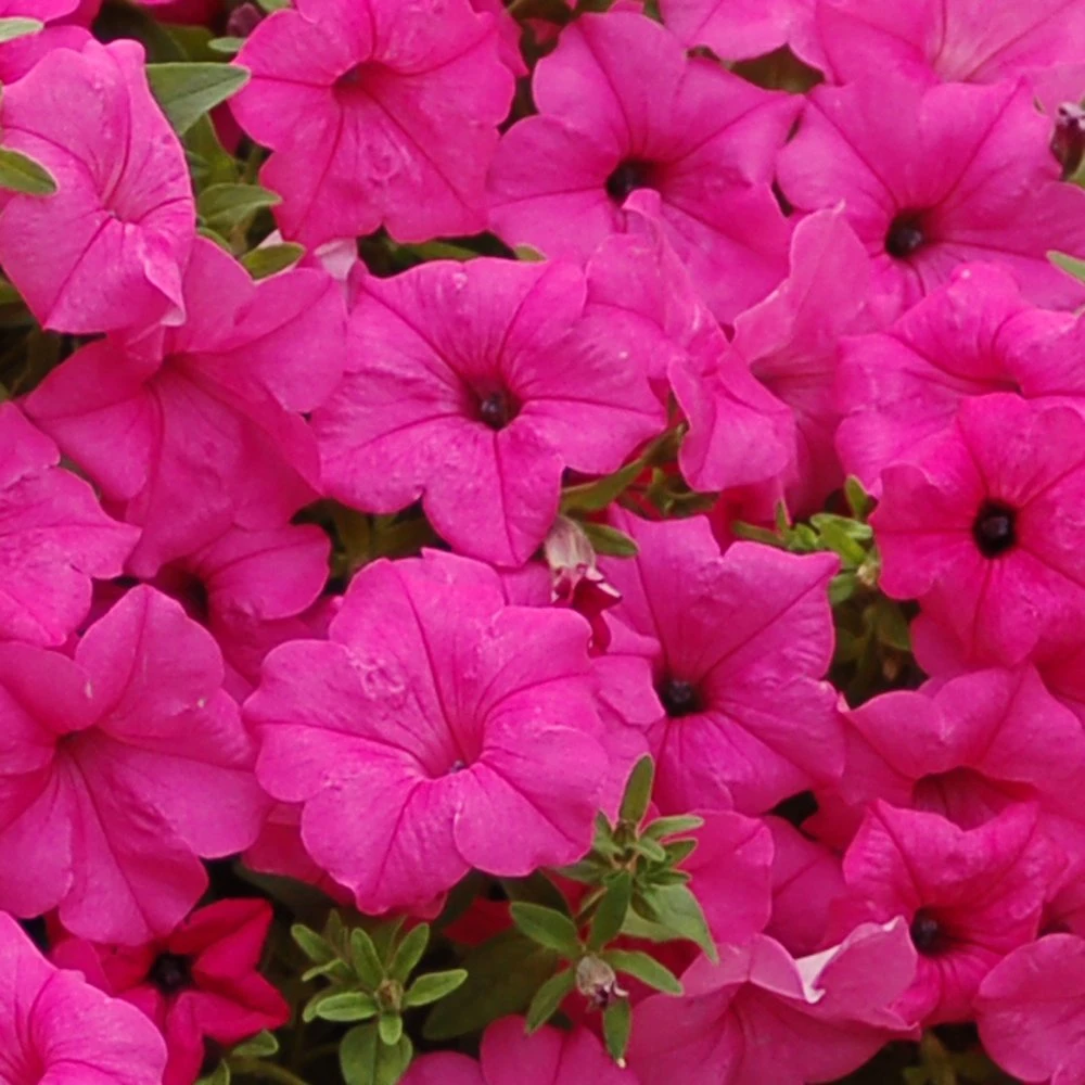 Surfinia® Sumo Pink Petunia Plant 3 Surfinia® Sumo Pink Petunia Plant