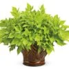 Proven Accents® Sweet Caroline Light Green Ipomoea Plant 2 Proven Accents® Sweet Caroline Light Green Ipomoea Plant -Annual Plants Popular Shop sweet caroline light green ipomoea plant 1563 detail