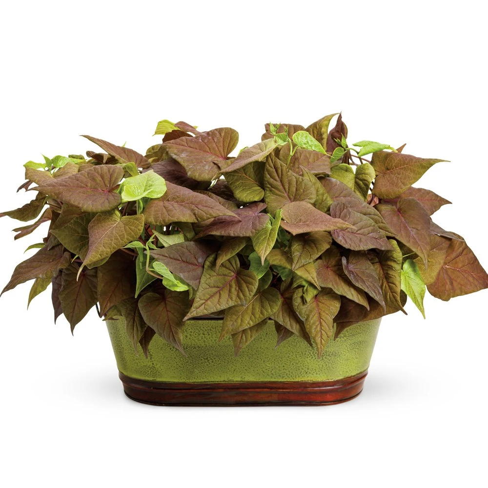 Proven Accents® Sweet Caroline Sweetheart Red Ipomoea Plant 3 Proven Accents® Sweet Caroline Sweetheart Red Ipomoea Plant