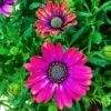 Summertime® Sweet Purple Osteospermum Plant 2 Summertime® Sweet Purple Osteospermum Plant -Annual Plants Popular Shop sweet purple osteospermum plant 591 detail