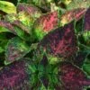 Tapestry Coleus Plant 2 Tapestry Coleus Plant -Annual Plants Popular Shop tapestry coleus plant 329 detail