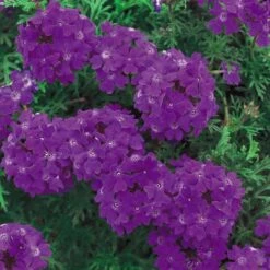 Tapien® Blue Violet Verbena Plant