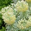 Tasmanian Tiger Euphorbia (Leafy Spurge) 1 Tasmanian Tiger Euphorbia (Leafy Spurge) -Annual Plants Popular Shop tasmanian tiger euphorbia plant 1525 detail