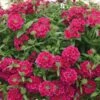 Temari® Burgundy Verbena Plant -Annual Plants Popular Shop temari burgundy verbena plant 1902 detail