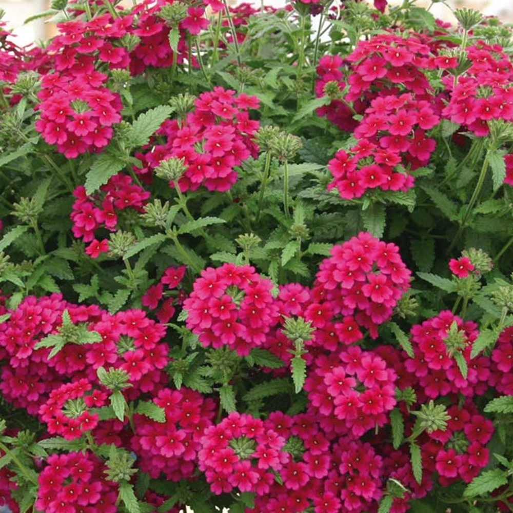 Temari® Burgundy Verbena Plant 3 Temari® Burgundy Verbena Plant