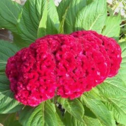 Temple Bells New Scarlet Celosia