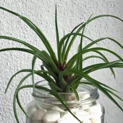 Tillandsia Cyanea Air