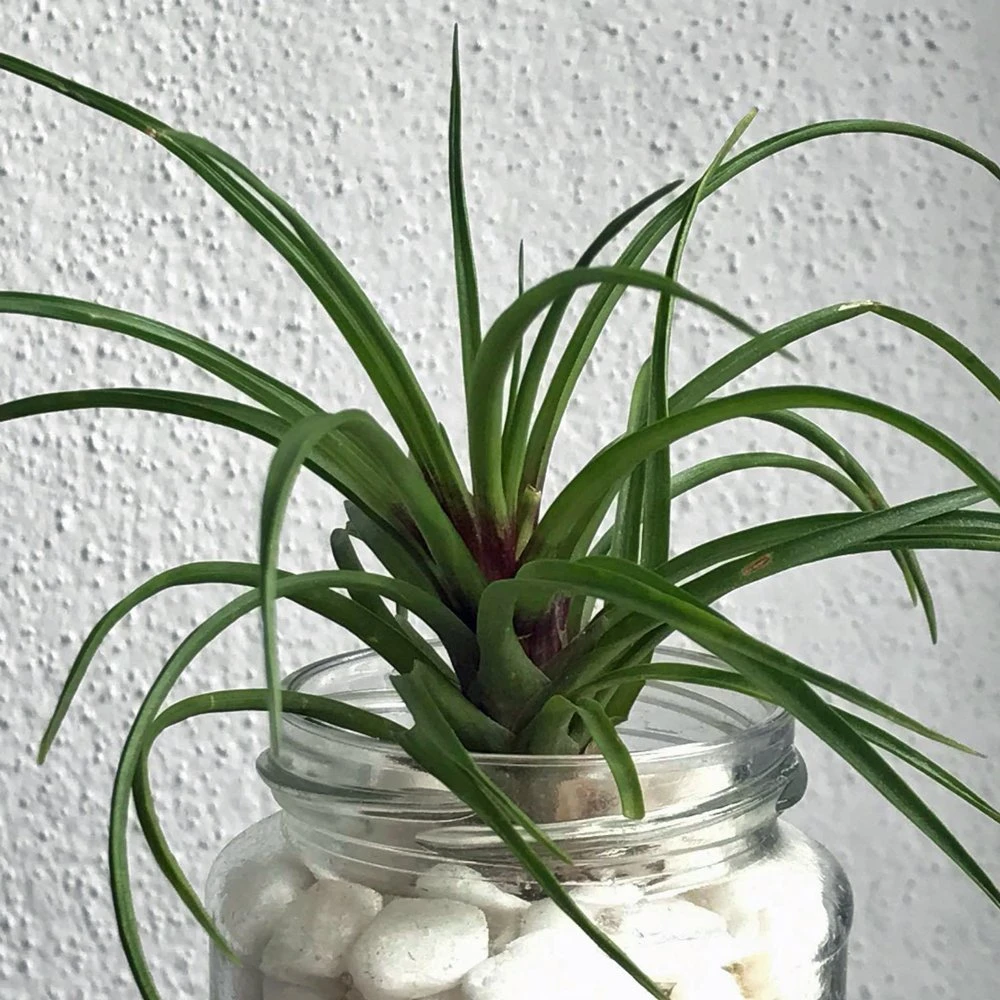 Tillandsia Cyanea Air 3 Tillandsia Cyanea Air