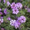 Trailing Lavender Lantana Plant -Annual Plants Popular Shop trailing lavender lantana plant 1389 detail
