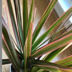Tricolor Spikes Dracaena Plant