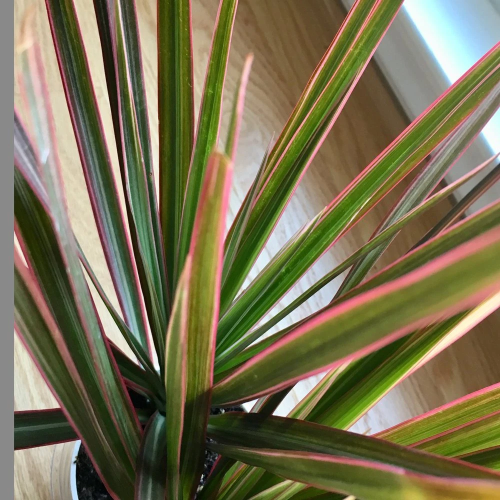 Tricolor Spikes Dracaena Plant