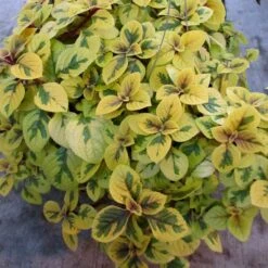 Troys Gold Plectranthus