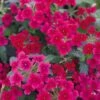 Tukana® Raspberry Verbena Plant -Annual Plants Popular Shop tukana raspberry verbena plant 731 detail