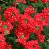 Tukana® Scarlet Verbena Plant 1 Tukana® Scarlet Verbena Plant -Annual Plants Popular Shop tukana scarlet verbena plant 1341 detail
