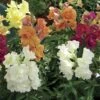 Twinny Mix Snapdragon -Annual Plants Popular Shop twinny mix snapdragon plants 1668 detail