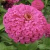 Uproar Rose Zinnia 1 Uproar Rose Zinnia -Annual Plants Popular Shop uproar rose zinnia plant 2168 detail