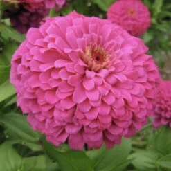 Uproar Rose Zinnia