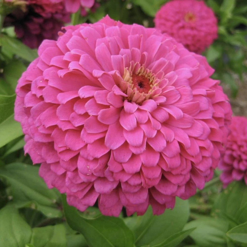 Uproar Rose Zinnia 3 Uproar Rose Zinnia