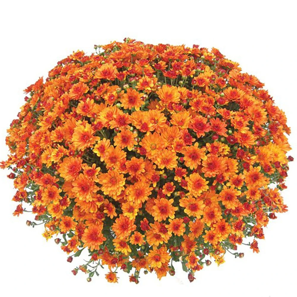 Belgian Mum® Urano Orange Plant 3 Belgian Mum® Urano Orange Plant