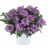 Vanessa™ Compact Violet Verbena Plant -Annual Plants Popular Shop vanessa compact violet verbena plant 1079 detail