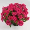 Vanessa™ Compact Neon Pink Verbena Plant -Annual Plants Popular Shop vanessa neon pink verbena plant 1418 detail